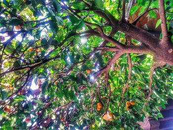 Low angle view of tree