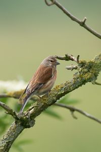 Close-up of bird perching on branch