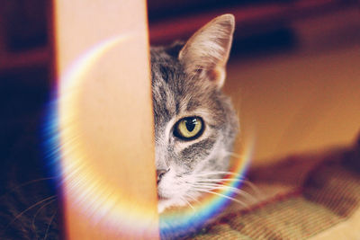 Close-up portrait of cat