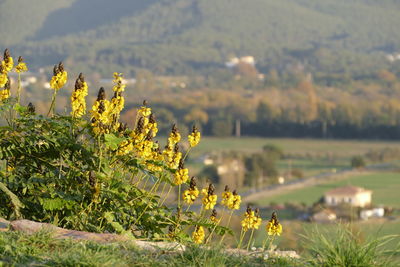 Close-up of flowers growing in field