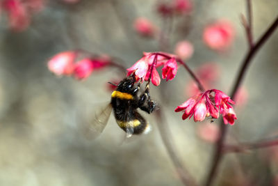 Close-up of bee pollinating on flower