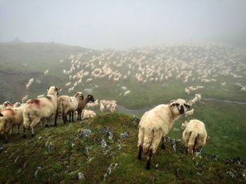 Flock of sheep on field in foggy weather