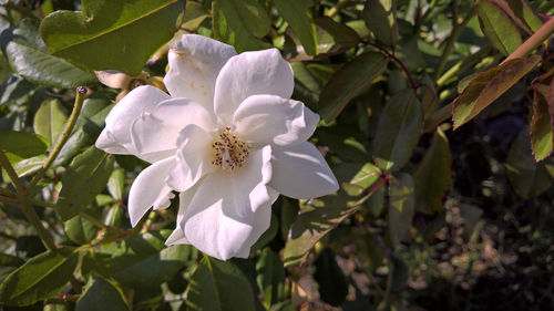 Close-up of flower