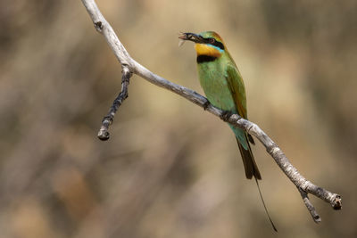 Rainbow bee-eater with insect perching on twig