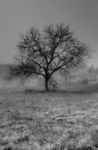 Bare tree on field against sky