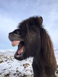 Close-up of horse yawning