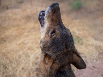 Close-up of wolf