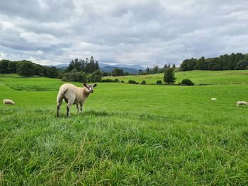 Flock of sheep in meadow in the lake district