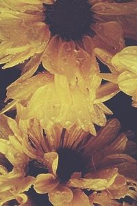 Close-up of yellow flowers