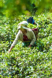 Rear view of woman working on field