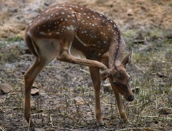 View of axis deer