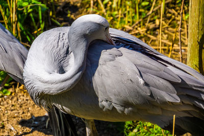 Close-up of pelican