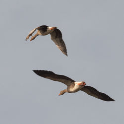 Low angle view of seagull flying