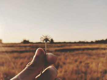 Hand holding dandelion on field against sky