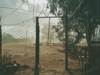 Trees seen through chainlink fence