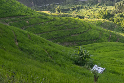 Scenic view of agricultural field