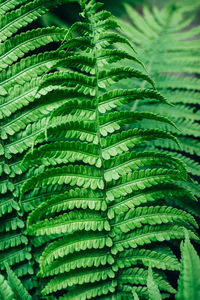 Close-up of fern leaves