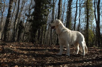 Dog standing in forest