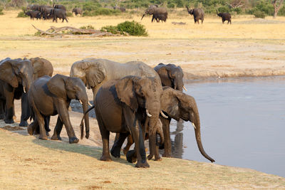 Elephant in a row