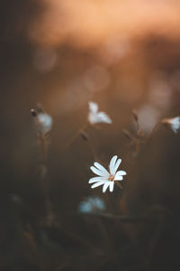 High angle view of white flowering plant