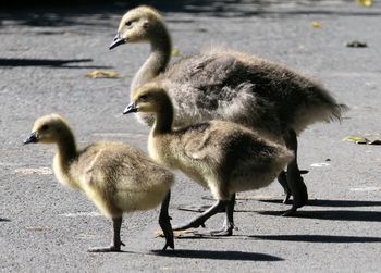 Ducks on a road