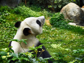 Panda sitting on field