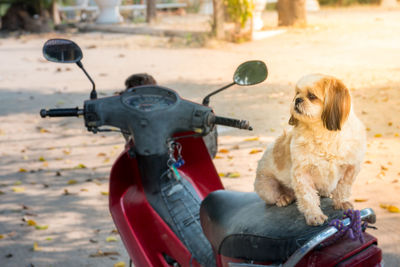 Close-up of dog sitting on bicycle