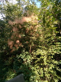 View of trees in forest