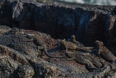 Iguanas on rock at beach