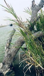 Plant growing by lake against sky