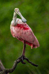 Close-up of bird perching on a tree