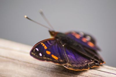Close-up of butterfly on table