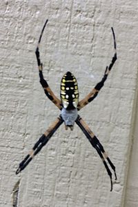 Full length of woman standing on wall