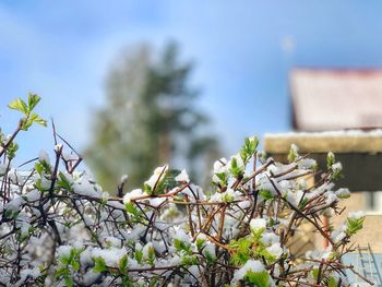 Low angle view of flowering plant against sky