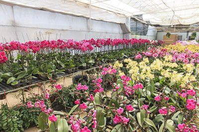 Pink flowers blooming in garden