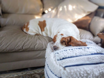 Dog sleeping on couch at home