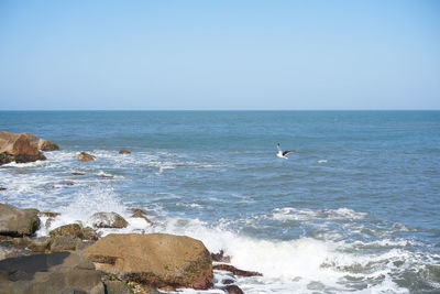 Seagulls on beach