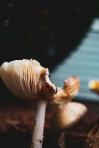 Close-up of a mushroom