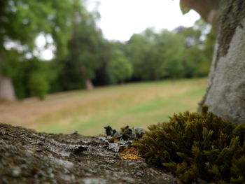 Close-up of tree