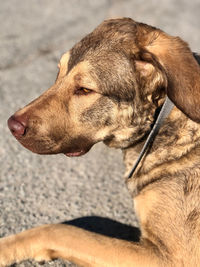 Close-up of a dog looking away