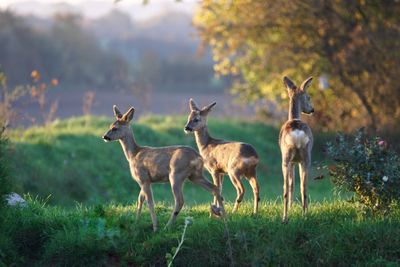 View of deer on field