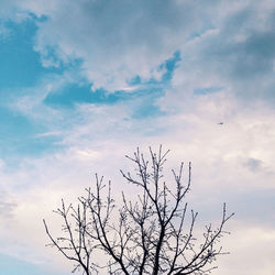 Low angle view of birds perching on tree
