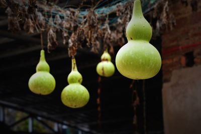 Close-up of fruits hanging on tree
