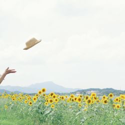 Close-up of hand holding sunflowers in field against sky