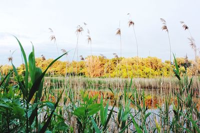 Plants growing in field against sky