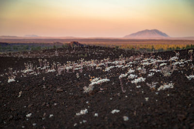 Surface level of field against sky during sunset