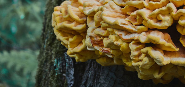 Close-up of carrots on tree trunk