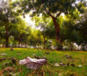 Trees growing on grassy field