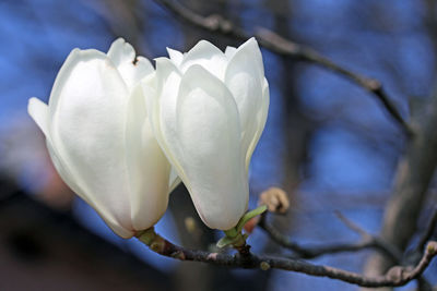 Close-up of flower against blurred background