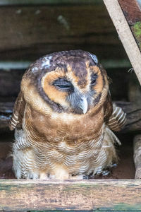 Close-up portrait of owl in zoo